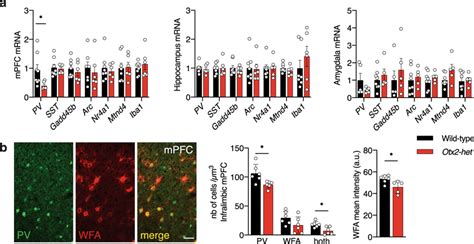 Downregulated Parvalbumin Pv Expression In The Medial Prefrontal Download Scientific Diagram