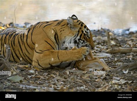 Royal Bengal tiger eating spotted deer calf, Ranthambore National Park, Wildlife Sanctuary ...