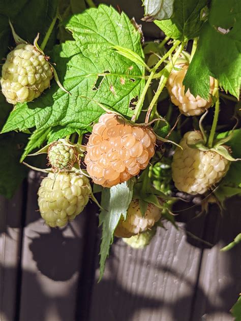 Yellow Raspberries Planting Picking And Growing Tips Bunny S Garden