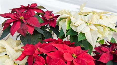 The Poinsettias are Here! : Mulhall's