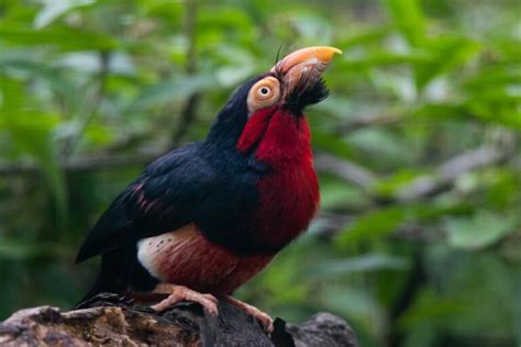 African Birds: 30 Amazing Safari Bird Species, With Pictures