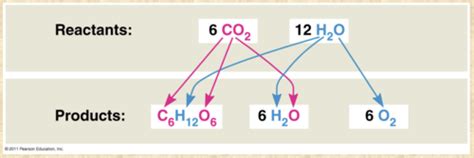 Chp 10 Photosynthesis Flashcards Quizlet