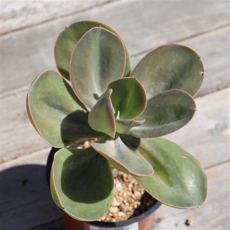 Echeveria Gibbiflora Var Metallica Metallic Echeveria Easy Succulents