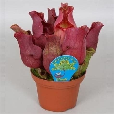 Sarracenia purpurea venosa 'Red' — Plant Wholesale FlorAccess