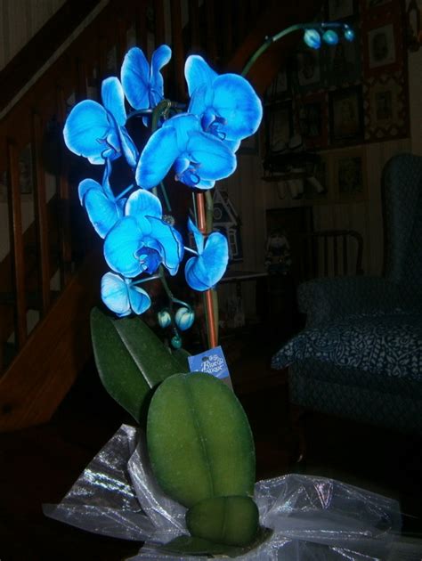 Growing and Caring for the Rare Blue Mystique Orchid - Dengarden - Home ...