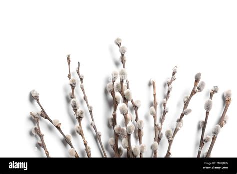 Pussy Willow Branches Isolated On White Background Stock Photo Alamy