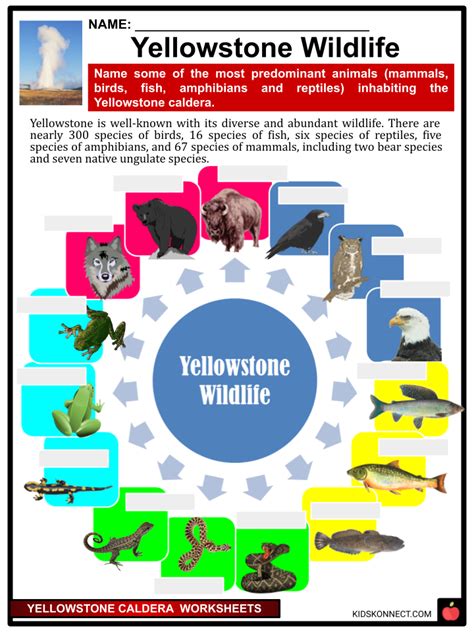 Yellowstone Caldera Facts & Worksheets | Geology, History, Site