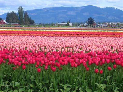 Ballerina Breath Skagit Valley Tulip Festival