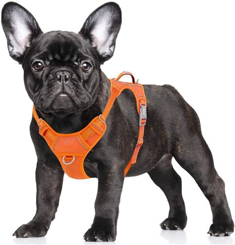 The 5 Best Dog Harnesses For Small Dogs