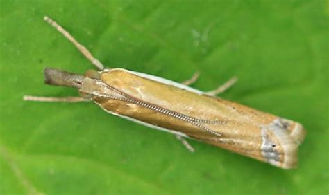 Grass Veneer Moth Bugguidenet