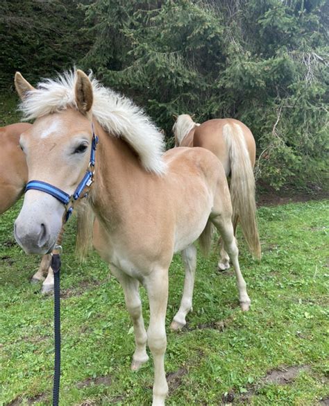 Mirabell Haflinger Stute 2022 Fuchs Pferd Austria