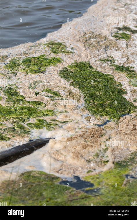 Foam And Green Algae Pollution In The Dnieper River In Kiev Stock Photo