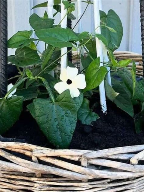 Plantas Trepadeiras Flores Para Cultivar Em Vasos Mania De Plantas