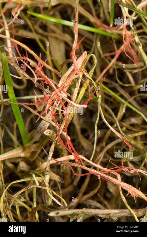 Red thread lawn disease hi-res stock photography and images - Alamy