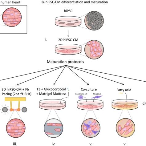 Maturation Strategies Of Hipsc Cm A Features Of Mature Adult Human