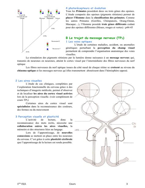 Photor Cepteurs Et Volution Tous Les Primates Poss Dent Deux