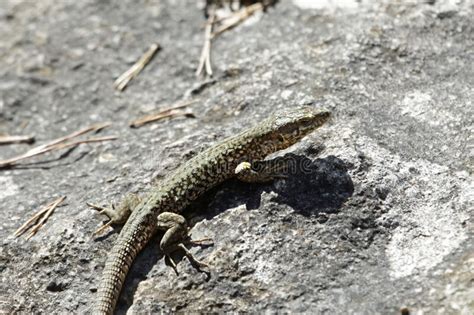 Catalan Wall Lizard Podarcis Liolepis Stock Photo Image Of Liolepis