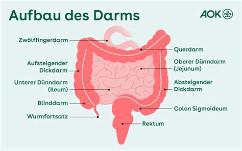 Der Darm So wichtig ist er für Gesundheit