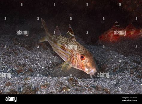 Striped Red Mullet Mullus Surmuletus Foraging Dive Site El Cabron