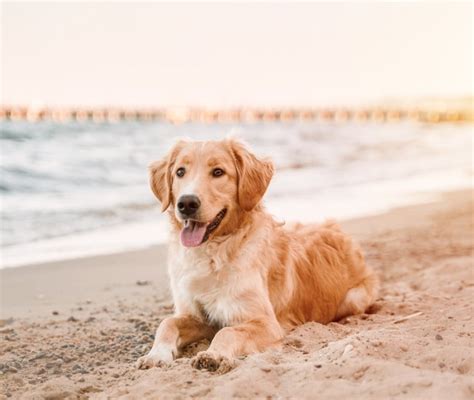 Migliori Spiagge Per Cani In Italia Estate