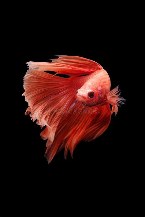 Betta Fish Betta Fish On A Black Background In Motion Stock Image