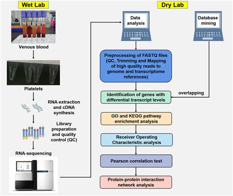 Platelet Rnaseq Workflow And The Bioinformatics Analysis Steps