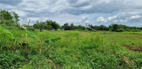 Kode TS 350 Tanah Sawah Cantik Dalam Ring Road Di Gamping Sleman Yog