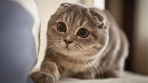 5 Fakta Kucing Scottish Fold Si Telinga Lipat Yang Menggemaskan