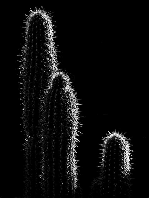 1920x1080px | free download | HD wallpaper: grayscale photo of cactus ...