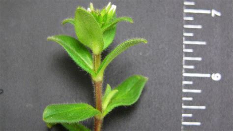 Mouseear Chickweed Nc State Extension