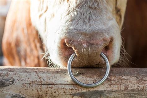 The Nose Of The Bull The Cow With A Metal Ring In The Nostrils Stock