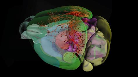 Allen Institute For Brain Science Database Re Eurekalert