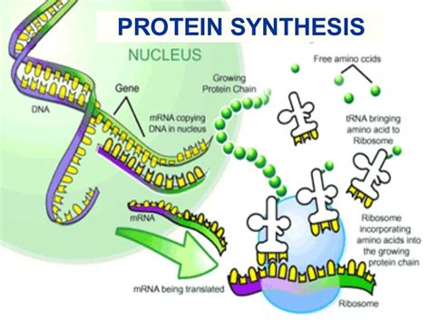 Protein Synthesis Diagram Step By Step