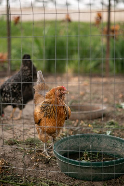 Chicken Wing Clipping Guide Learn How To Cut Your Chickens Wings