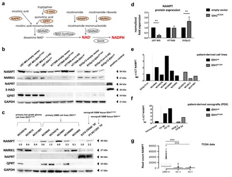 IDH1 Mutation Influences The Expression Of The NAD Synthesis Enzyme