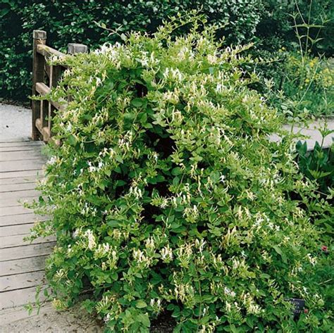 Lonicera Japonica Halls Prolific Leafwise