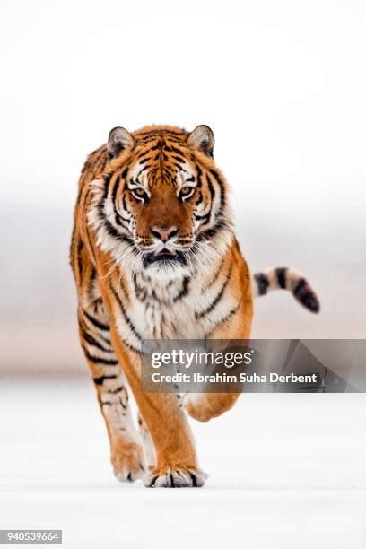 1,071 Siberian Tiger Prey Stock Photos, High-Res Pictures, and Images ...