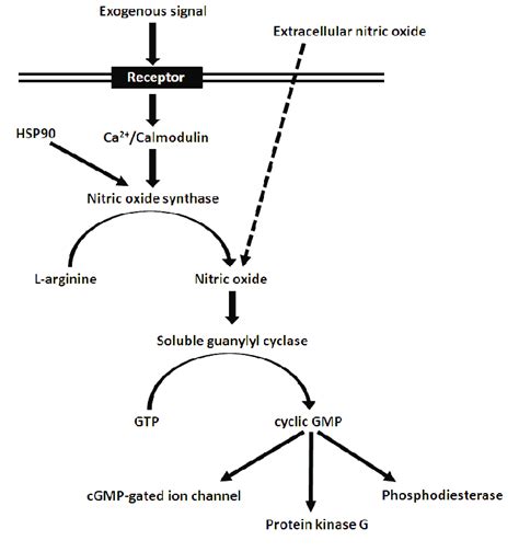 A Simplified Schematic Diagram Of The Nitric Oxide No Soluble