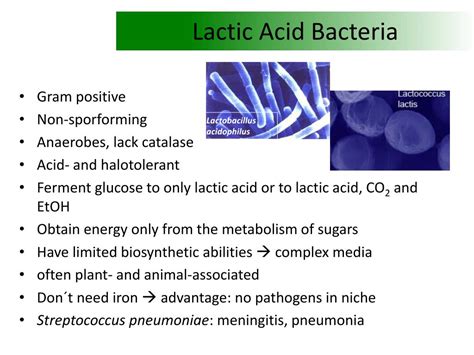 Ppt Exploring Lactic Acid Bacteria In Food Production A Microbial