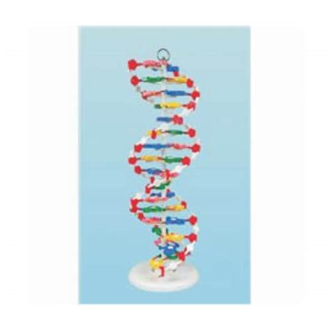 United Scientific DNA Model Kit:Education Supplies:Biotechnology ...