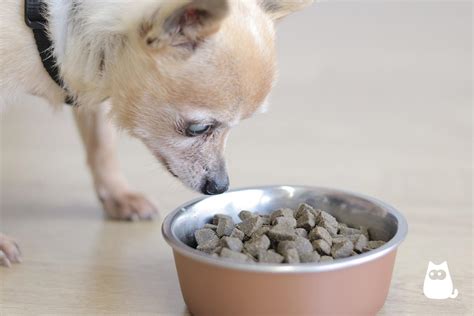 Dog Old Age Symptoms: BEHAVIOR CHANGES IN OLDER DOGS!