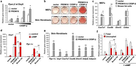 Reconstitution Of The Brown Fat Gene Program In Fibroblasts Through