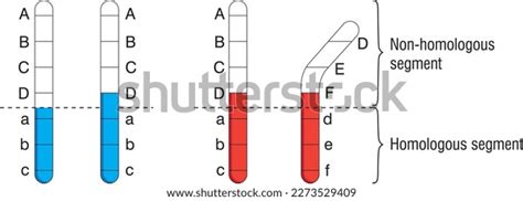 Biology Alleles Homozygous Heterozygous Hemizygous Individual Stock ...