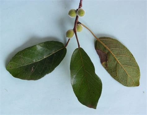 Flora Of Mozambique Species Information Individual Images Ficus