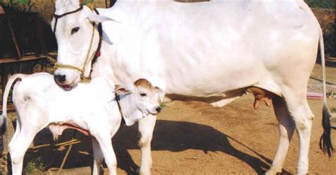 వ్యవసాయం: Ongole cattle