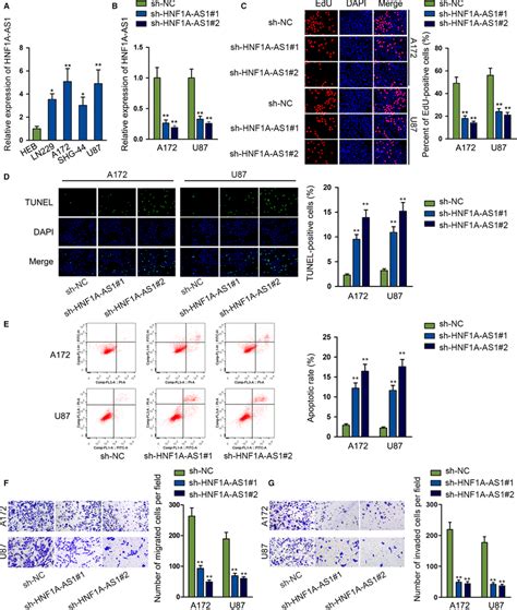 Silencing Hnf1a‐as1 Dampens Glioma Cells Proliferation Migration And