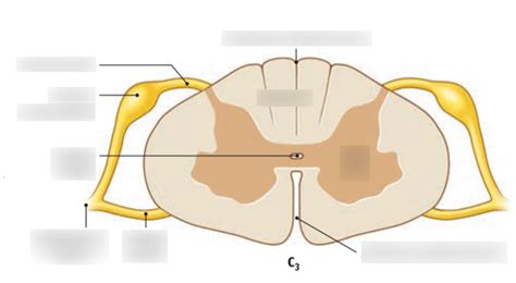 Zenuwstelsel Ruggenmerg Diagram Quizlet