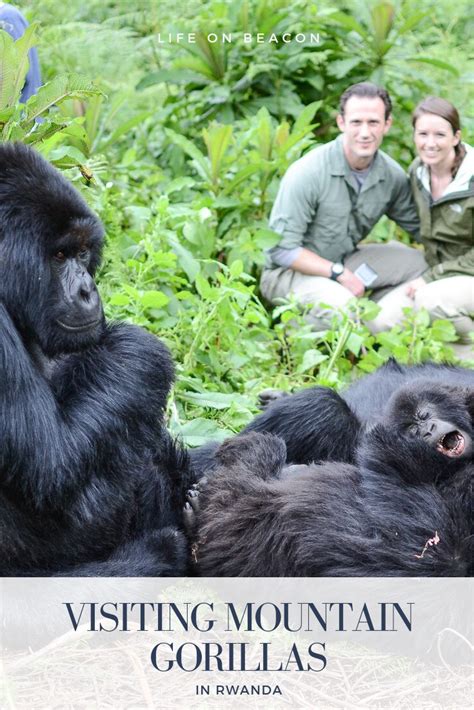 Gorilla Trekking In Rwanda What To Expect From A Gorilla Trekking Tour