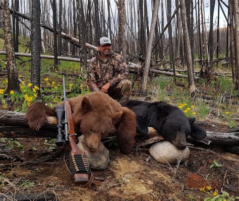 Black Bear Hunting Bc Circle M Outfitters Big Game Hunts Bc Canada