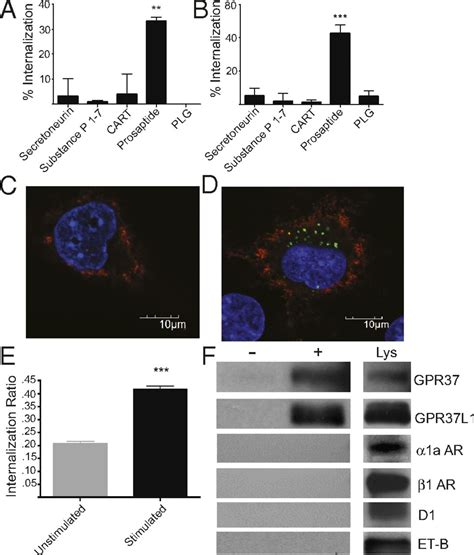 Gpr37 And Gpr37l1 Are Receptors For The Neuroprotective And